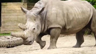 Yürüyen beyaz gergedan doğal koşulları