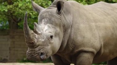 Yürüyen beyaz gergedan doğal koşulları