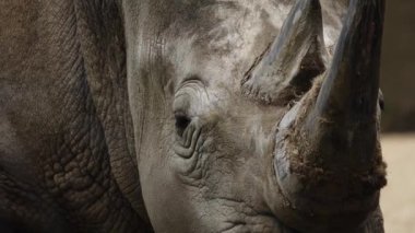 Beyaz gergedan doğal koşullarda farklı yönlere bakıyor.