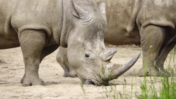 Primer Plano Del Rinoceronte Blanco Condiciones Naturales — Vídeos de Stock
