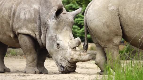 Primer Plano Del Rinoceronte Blanco Condiciones Naturales — Vídeos de Stock