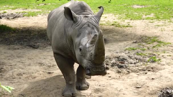 Rinoceronte Blanco Mira Diferentes Direcciones Condiciones Naturales — Vídeos de Stock