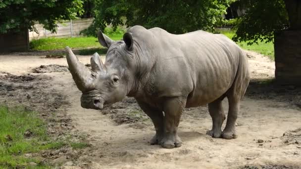 Rinoceronte Bianco Guarda Direzioni Diverse Condizioni Naturali — Video Stock