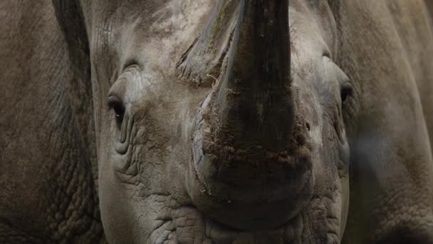 Ritratto Rinoceronte Bianco — Video Stock