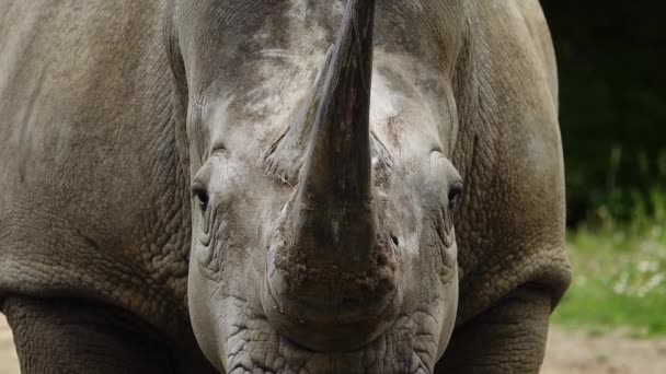 Ritratto Rinoceronte Bianco Rallentatore — Video Stock