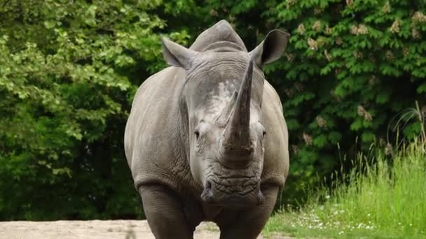 Retrato Rinoceronte Blanco — Vídeo de stock