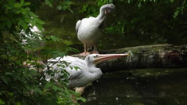 Göl kenarındaki pembe pelikan.
