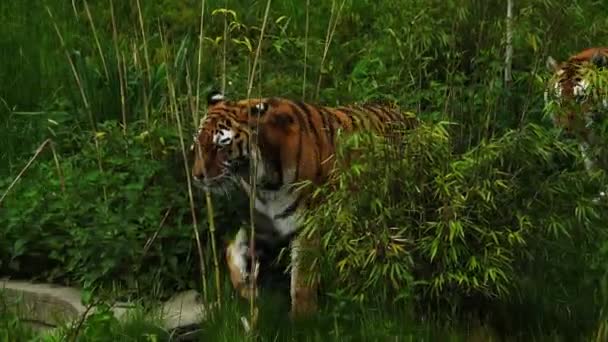 Тигр Йде Через Зелену Рослинність — стокове відео