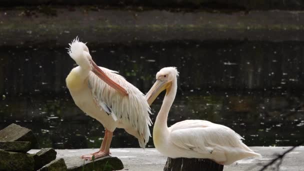 Pelikany Różowe Pelikany Nad Jeziorem — Wideo stockowe