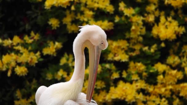 Portret Pelikana Tle Żółtych Kwiatów — Wideo stockowe
