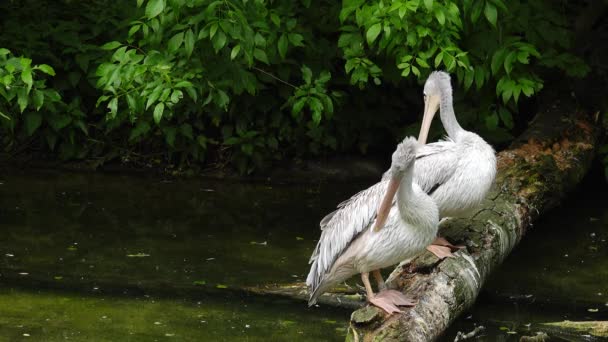 Pelican Pink Didukung Oleh Danau — Stok Video