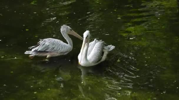 Różowy Pelikan Tyłu Nad Jeziorem — Wideo stockowe