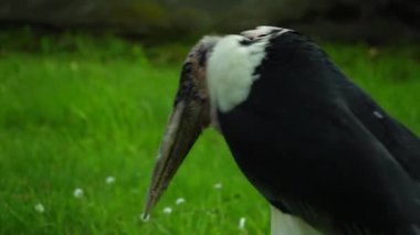 yeşil çimlerin üzerinde marabutsu leylek