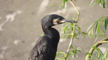 Göl kenarındaki karabatak kuşuna yakın çekim.
