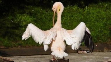 Pelikanlar gölün kenarında pembe pelikanlar