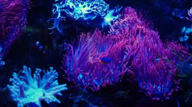 kabarcık uçlu şakayık, taş resifleri profesyonel bakım için deniz akvaryumu, LED mavi düşük ışık, serbest alan.