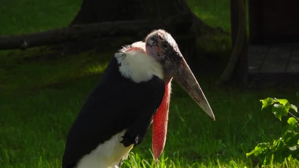 Marabou Storch Auf Grünem Gras — Stockvideo