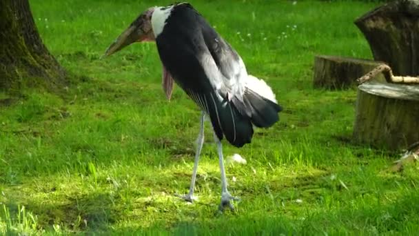 Marabou Stork Green Grass — Stock Video