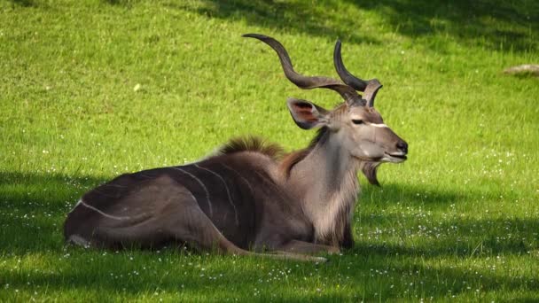 Vacker Kudu Ligger Det Gröna Gräset — Stockvideo
