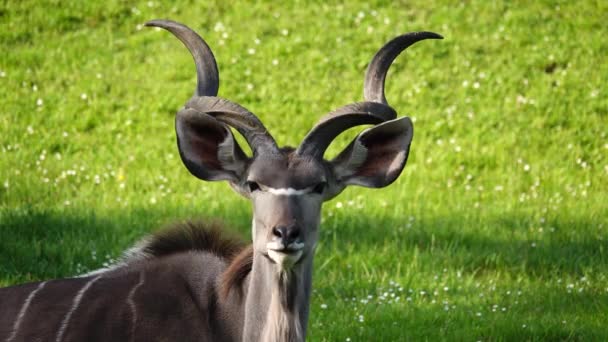 Hermoso Kudu Acostado Hierba Verde — Vídeos de Stock