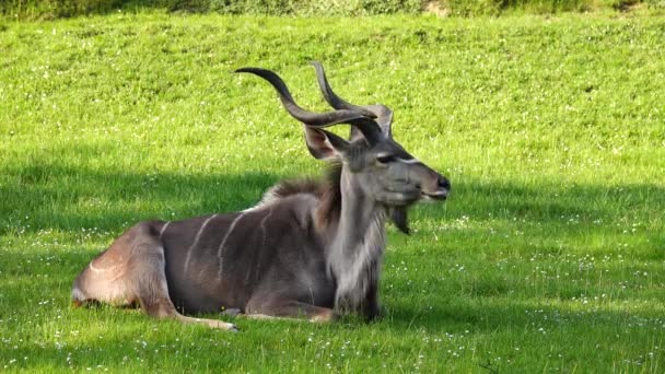 Bellissimo Kudu Sdraiato Sull Erba Verde — Video Stock