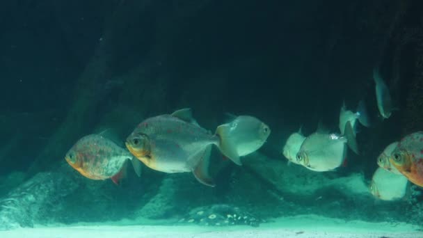 Красива Риба Metynnis Hypsachen Плаває Воді — стокове відео