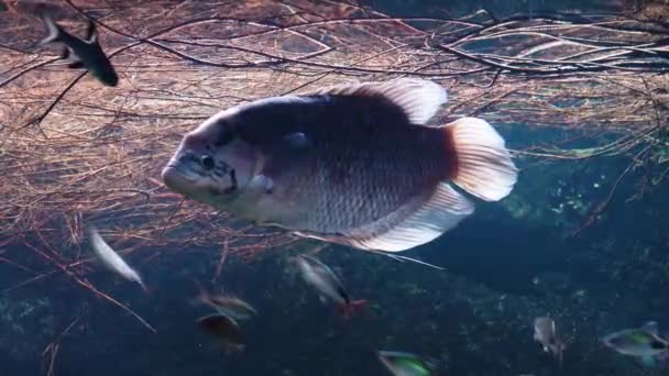 Vacker Fisk Osphronemus Gorami Simma Vattnet — Stockvideo