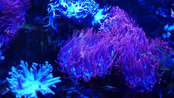 Blasenspitze Anemone Steinriffaquarium Für Professionelle Pflege Led Blaues Wenig Licht — Stockvideo