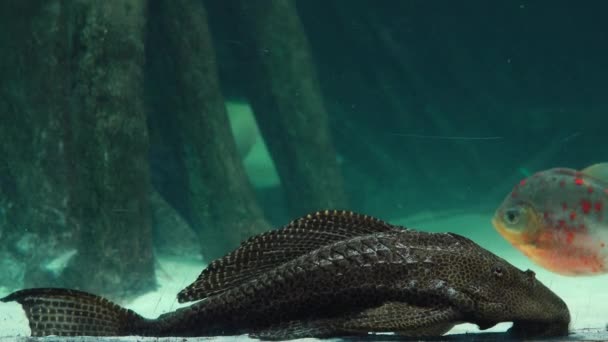 Krásná Ryba Pseudacanthicus Plavání Vodě — Stock video