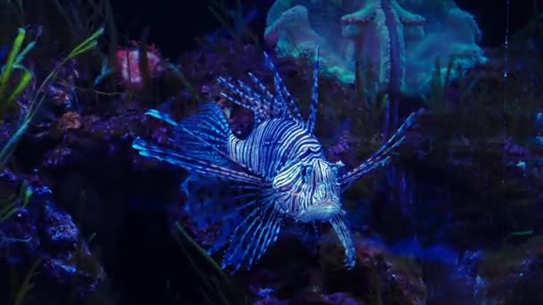 Όμορφα Ψάρια Pterois Volitans Κολύμπι Στο Νερό — Αρχείο Βίντεο
