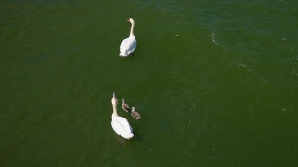 Família Cisnes Com Pequenos Cisnes Nadar Lagoa — Vídeo de Stock