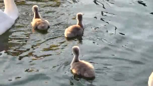 Rodina Labutí Malými Labutěmi Plavat Rybníčku — Stock video