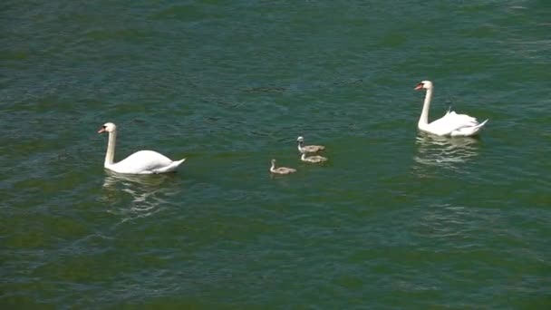 Family Swans Little Swans Swim Pond — Stock Video