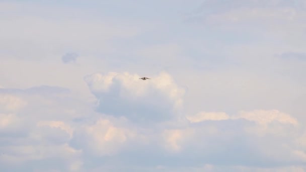 Cernícalo Falco Caza Presa — Vídeo de stock