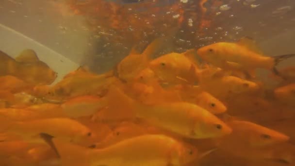 Chinese Crucian Goldfish Carassius Auratus Fish Tank — Stock Video
