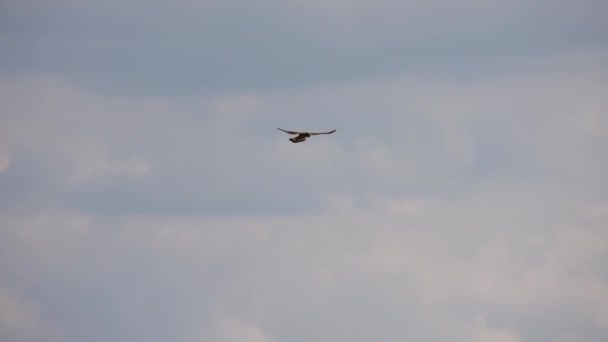 Gewone Kestrel Falco Jacht Prooi Slow Motion — Stockvideo