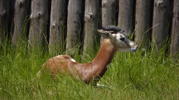Dama Gazelle Nanger Dama Dans Habitat Naturel — Video