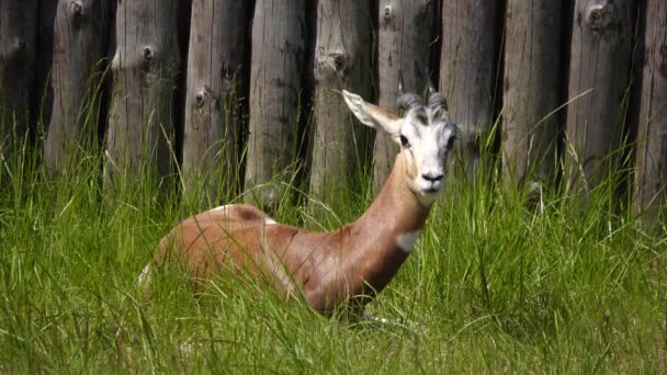野生栖息地中的大羚羊 Nanger Dama — 图库视频影像