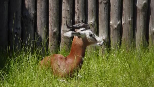 Dama Gazelle Nanger Dama Habitat Naturale — Video Stock