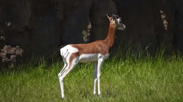 Dama Gazelle Nanger Dama Habitat Naturale — Video Stock