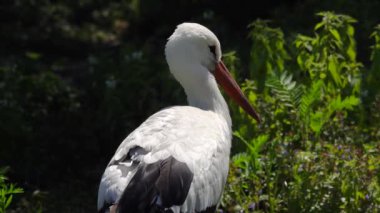 Leylekler doğal yaşam alanına yaklaşır.