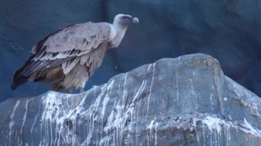 Griffon akbabası doğal ortamında