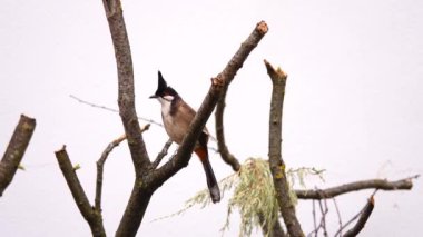 kırmızı bıyıklı bulbul bir ağaç dalında oturuyor