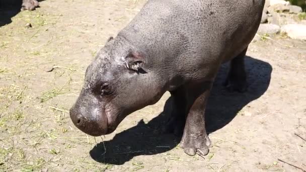 Pygmy Hippopotamus 서식지 — 비디오