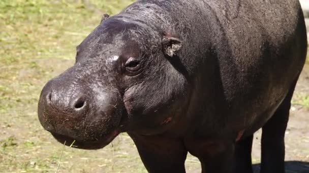 Pygmy Hippopotamus Natural Habitat — Stock Video