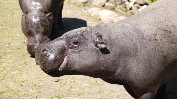 Hipopotam Pigmejski Środowisku Naturalnym — Wideo stockowe