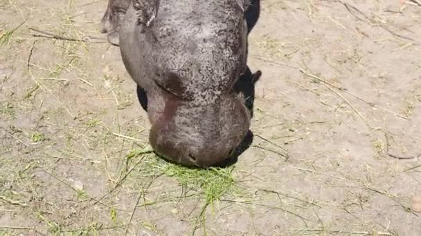 Pigme Hipopotam Doğal Yaşam Alanında — Stok video