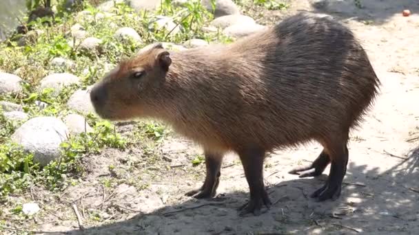 Capybara Hydrochoerus Hydrochaeris Habitat Alaminya — Stok Video