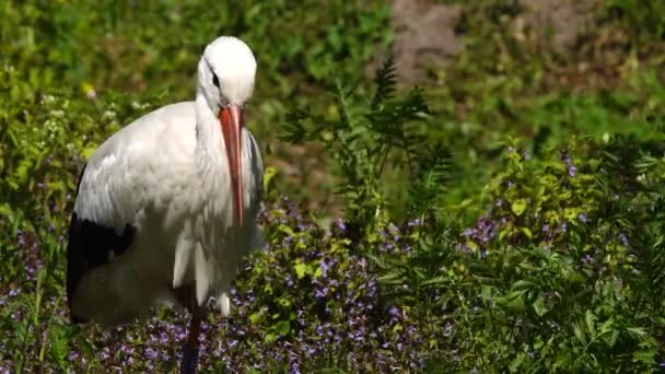 Stork Close Natural Habitat — Stock Video