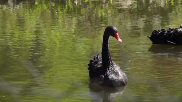 Los Cisnes Negros Nadan Estanque — Vídeo de stock